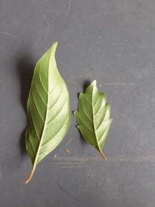 diff leaves_2