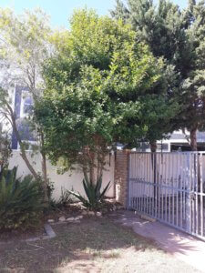 tree